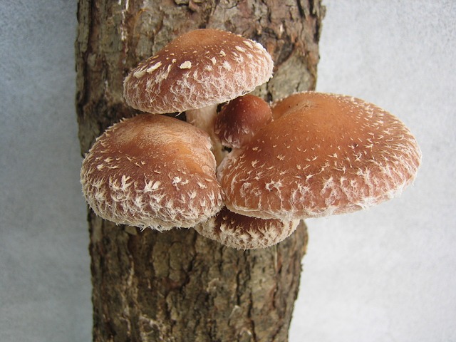 나무에 자라있는 표고버섯 여러개 표고버섯 효능